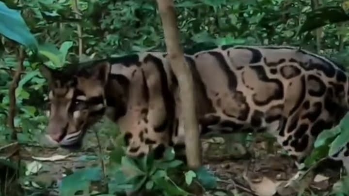 REMAONG SI MACAN DAHAN KALIMANTAN YANG TERANCAM PUNAH