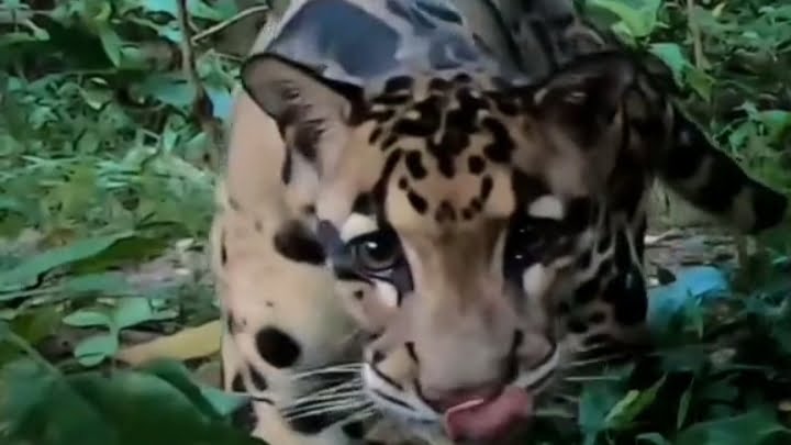 IMG_20230825_075211 REMAONG SI MACAN DAHAN KALIMANTAN YANG TERANCAM PUNAH