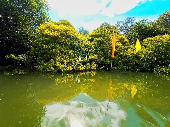 Situs Budaya Bakau Kuning Masyarakat Paser dan Balik Akankah Harus Hilang Demi IKN ?
