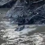 Seorang Remaja SMP Santan Ulu, Tewas diterkam Buaya